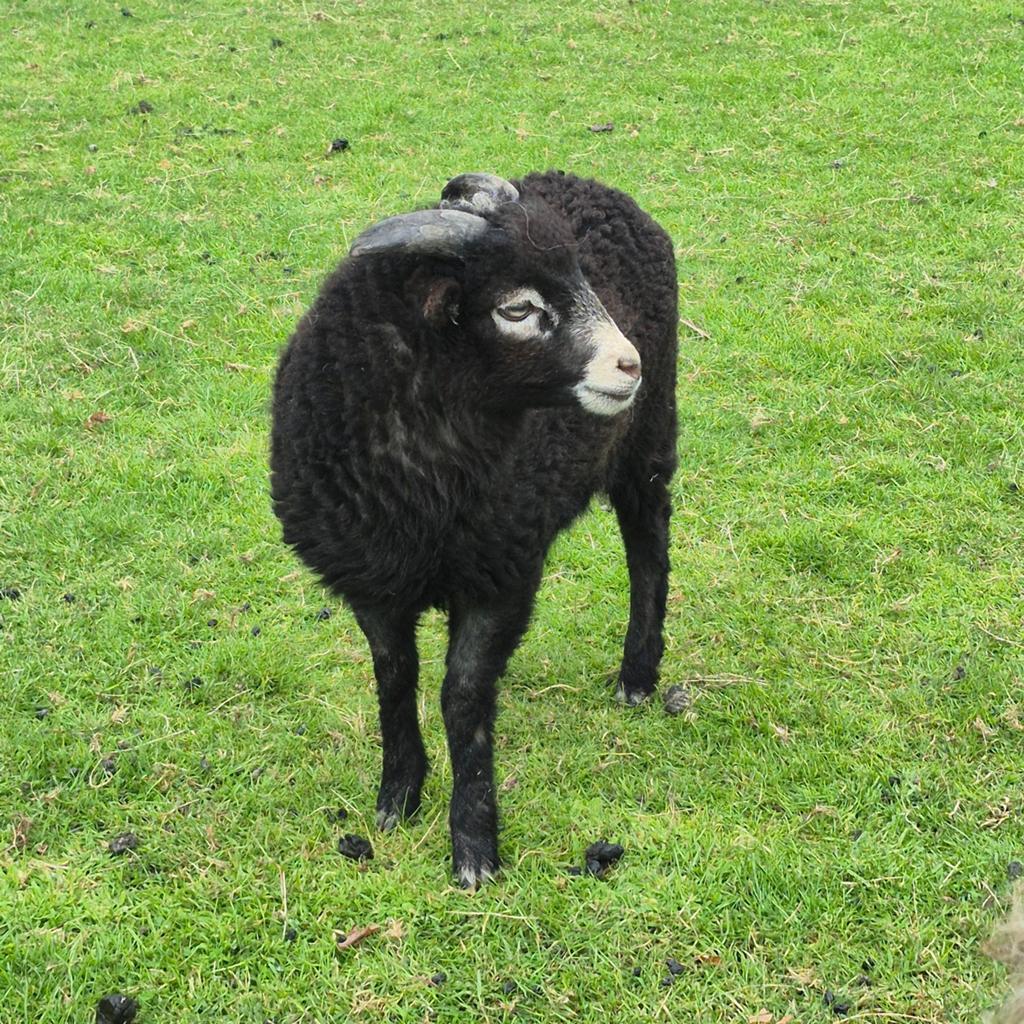 Ouessanten bok bont mini schaap, Dieren en Toebehoren, Mannelijk, Schaap