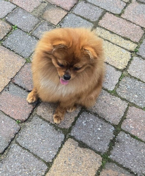 pomeriaan teefje, Dieren en Toebehoren, Keeshond, 15 weken tot 1 jaar, Teef, Eén hond