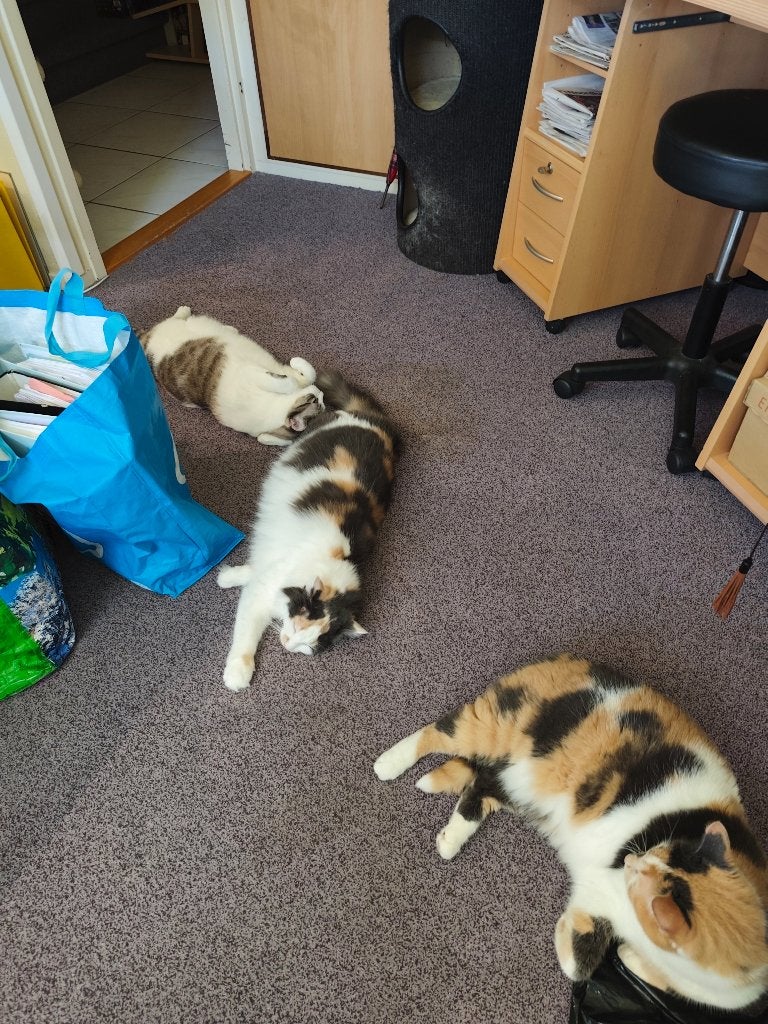 Kattenoppas gezocht (intern)