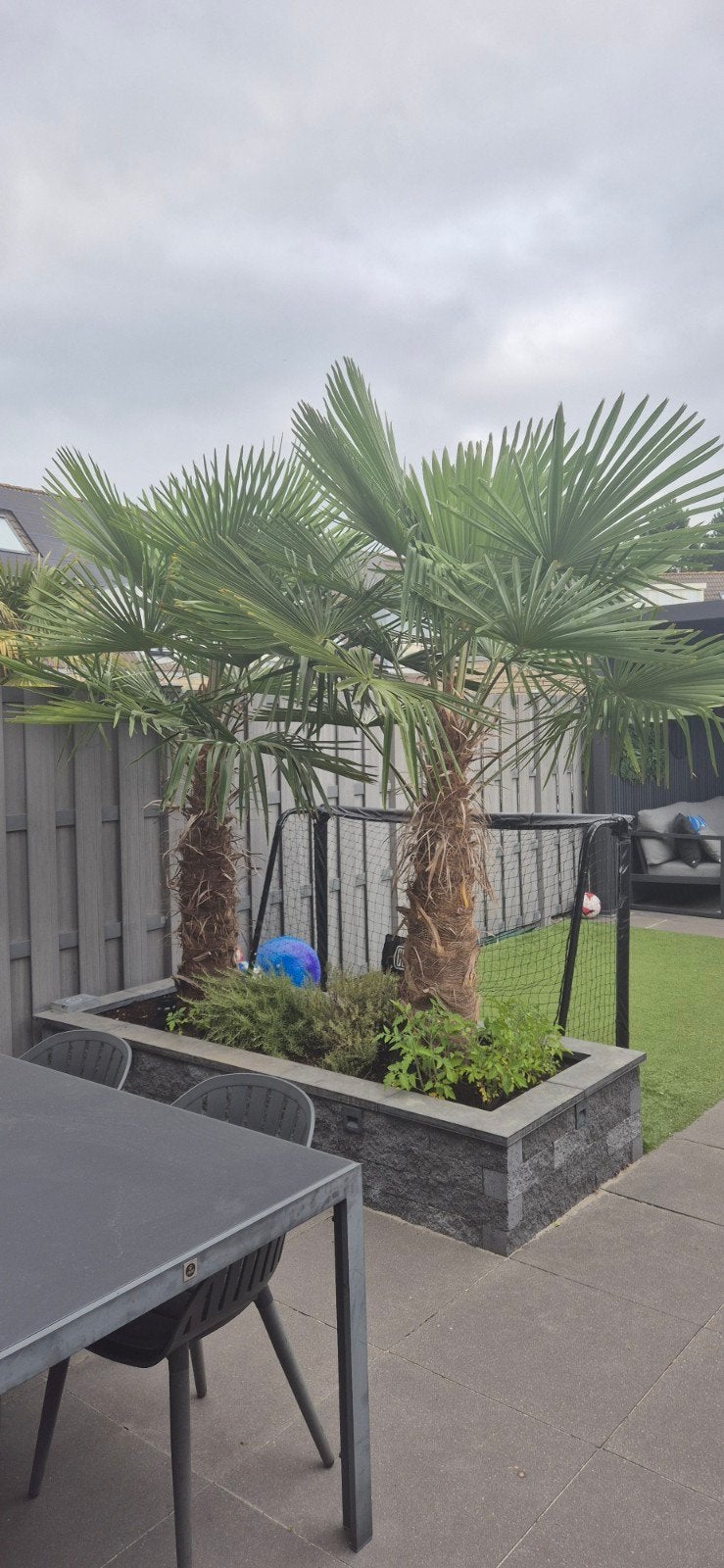 2x Trachycarpus fortunei / Chinese Waaierpalm 2.50m, Overige soorten, Volle zon, Vaste plant, Ophalen of Verzenden