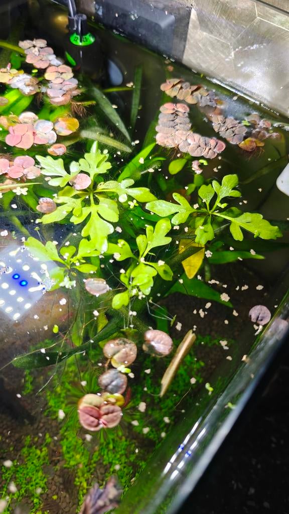 Water sprite / eikenbladvaren – snelgroeiende aquariumplant, Dieren en Toebehoren, Ophalen, Nieuw, Plant(en), Steen of Hout