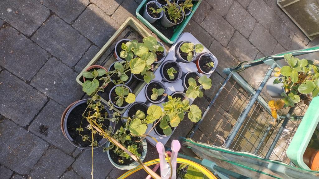 Kleine oranje pompoen planten
1, per stuk

Alleen ophalen, Tickets en Kaartjes, Eén persoon, Overige typen