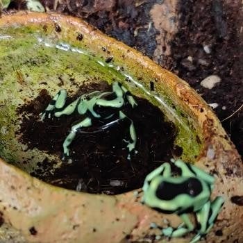 Dendrobates auratus Frog photo 3