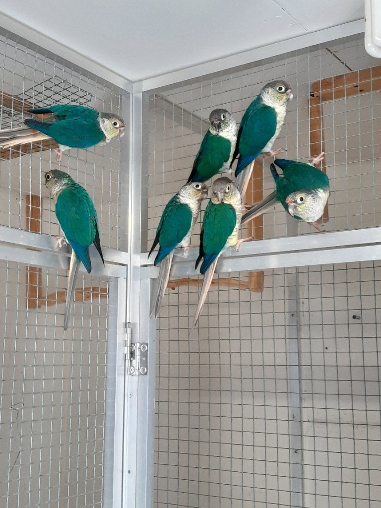 3 jonge pyrrhura's. Turquoise violet opaline, Meerdere dieren, Parkiet, Geringd