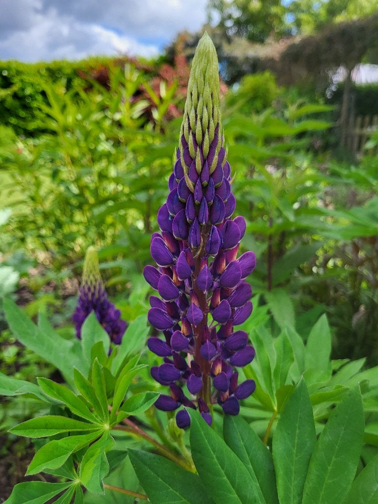 Zaden Lupine felpaars, Tuin en Terras, Bloembollen en Zaden, Verzenden, Volle zon