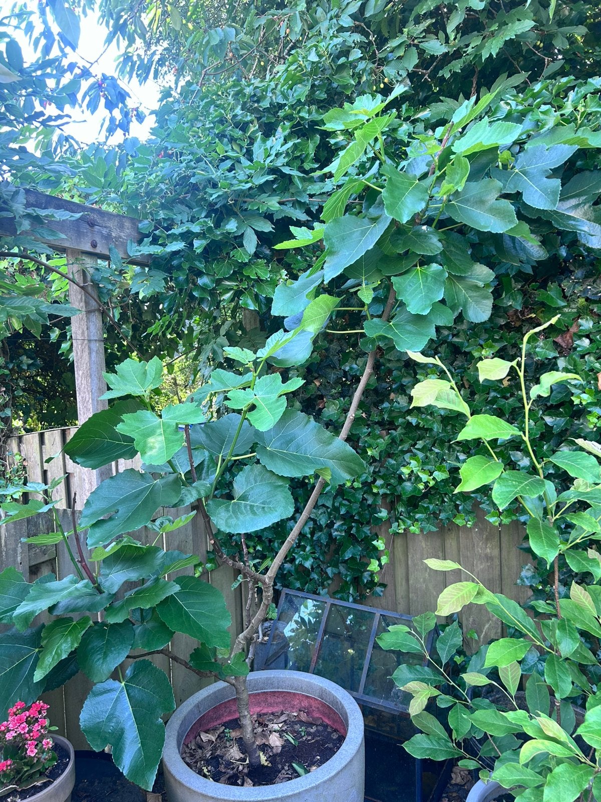 Vijgenboom 1,65 hoog excl pot, Tuin en Terras, Ophalen, Volle zon, Knol