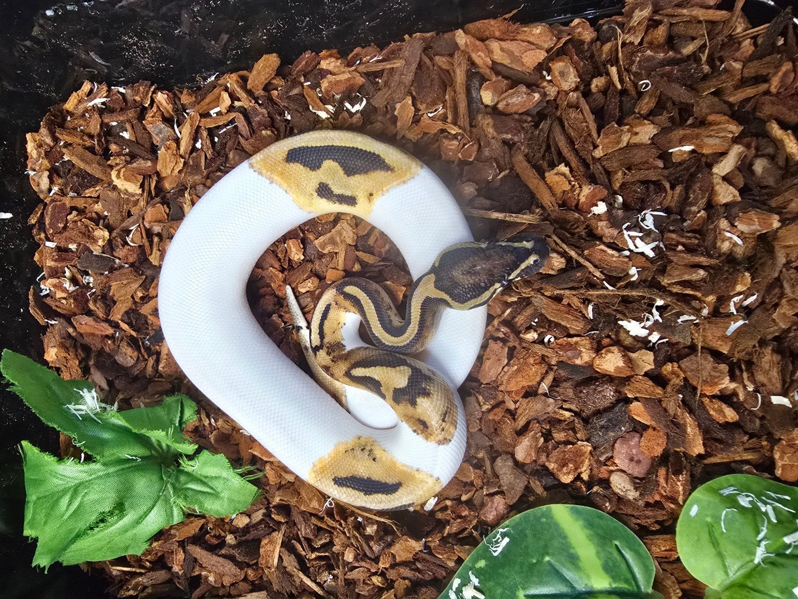 Koningspython (Python regius) – vele kleuren NK 2026 Ball Python photo 13