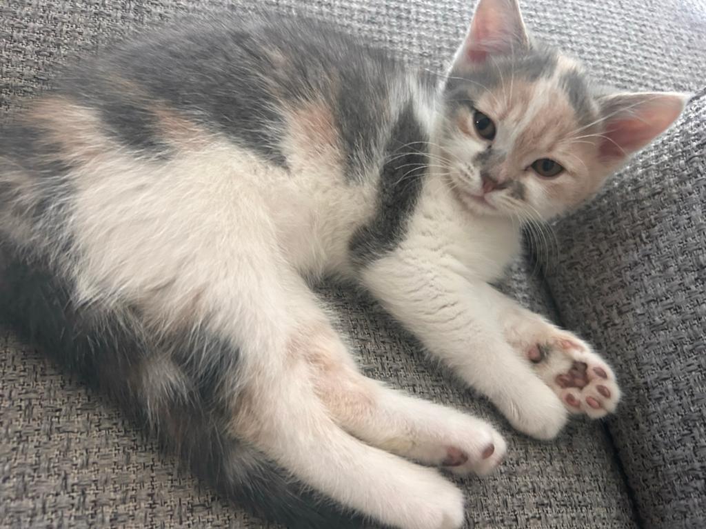 Nog 1kitten te koop! Lieve raskat, goed met kinderen!, Poes, Ontwormd