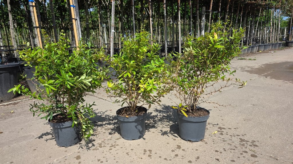 Brem struiken - zuurbes - groenblijvend - Berberis julianae, Vaste plant, Halfschaduw, Zomer, Ophalen
