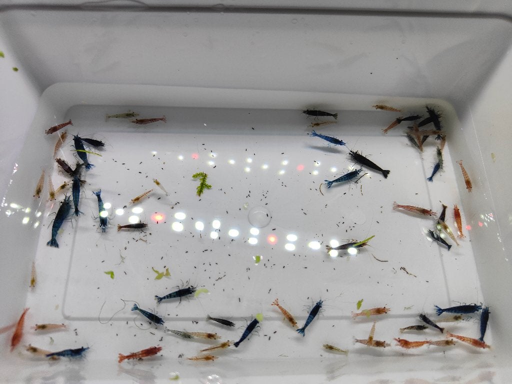 Uitgeselecteerde garnalen mix, Dieren en Toebehoren, Kreeft, Krab of Garnaal, Zoetwatervis