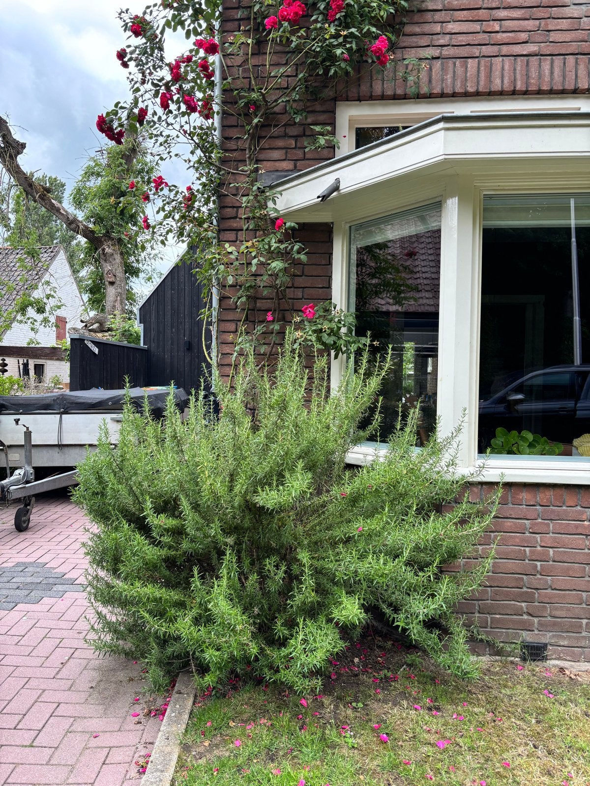 Grote Rozemarijn struik - Ideaal voor kruidentuin, Tuin en Terras, Planten | Tuinplanten, Ophalen, Volle zon, Vaste plant, Kruiden