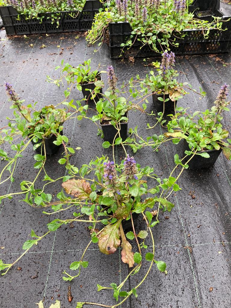 Ajuga reptans, Ophalen, Vaste plant, Overige soorten, Volle zon