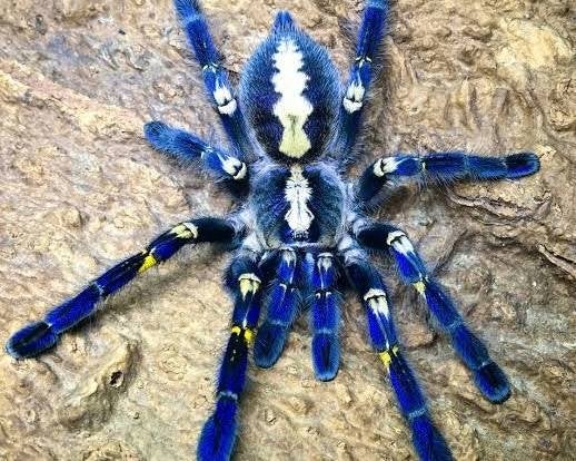 Poecilotheria metallica  10 cm BL | met verblijf, Dieren en Toebehoren, Insecten en Spinnen, Spin of Schorpioen