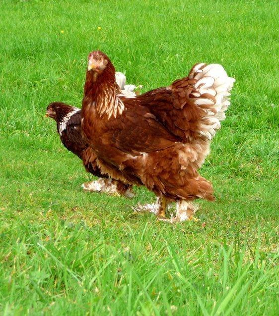 Brahma broedeieren rood wit, Dieren en Toebehoren, Verzenden, Nieuw, Kippenhok of Kippenren