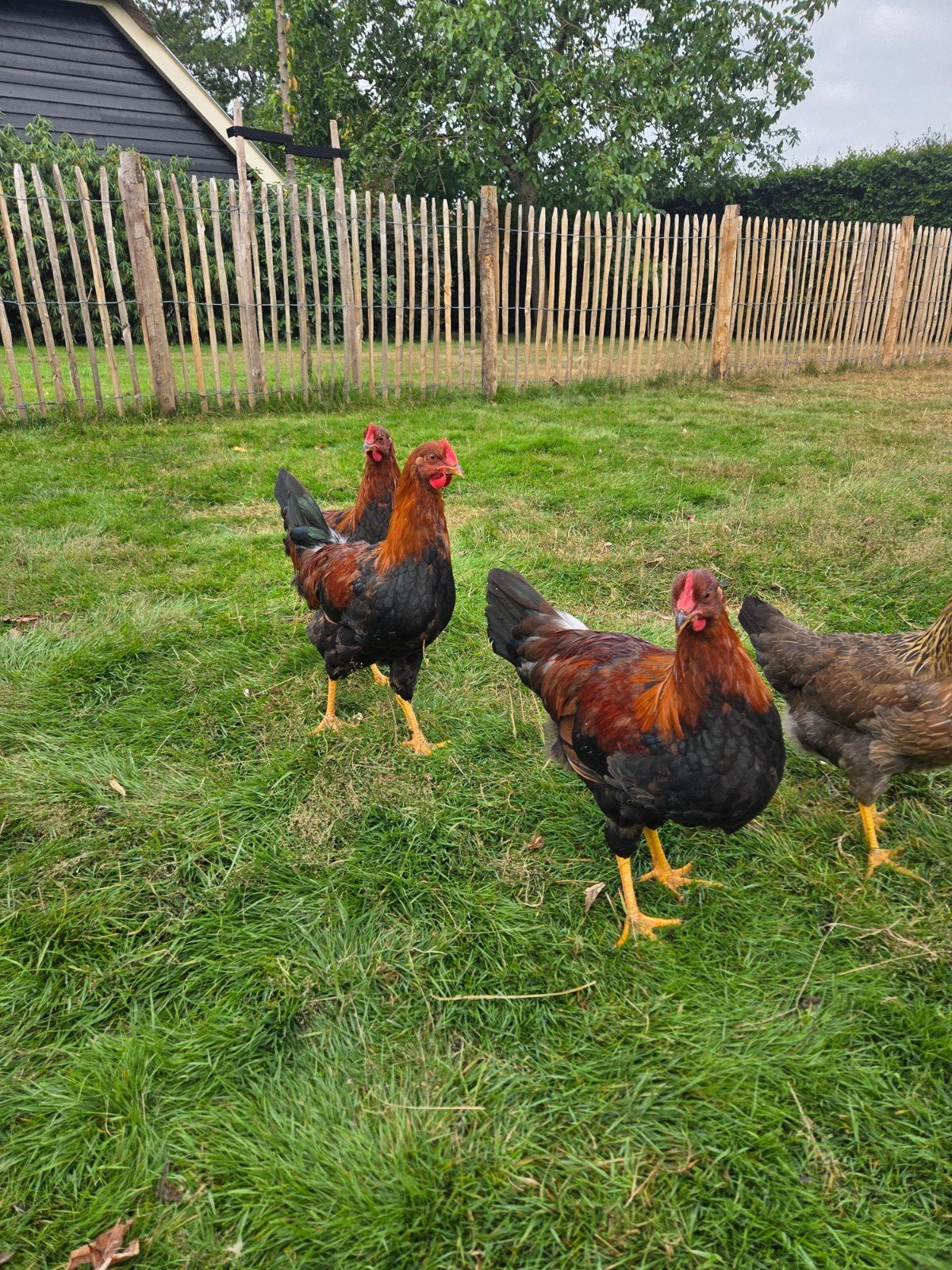 3x Welsumer haan, Mannelijk, Kip