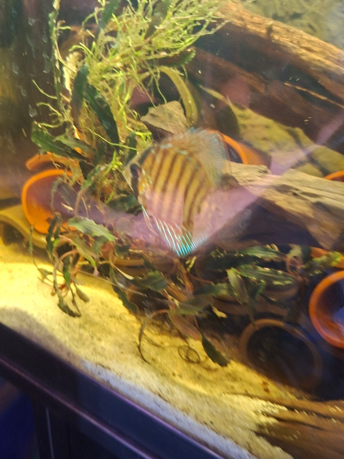 2 prachtige discus, Dieren en Toebehoren