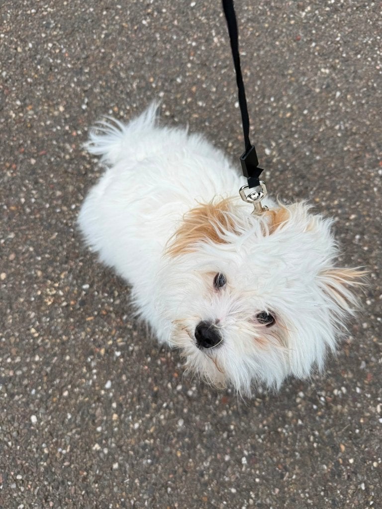 Malthezerpup, Dieren en Toebehoren, Honden | Niet-rashonden, 15 weken tot 1 jaar, Reu, Parvo, Eén hond