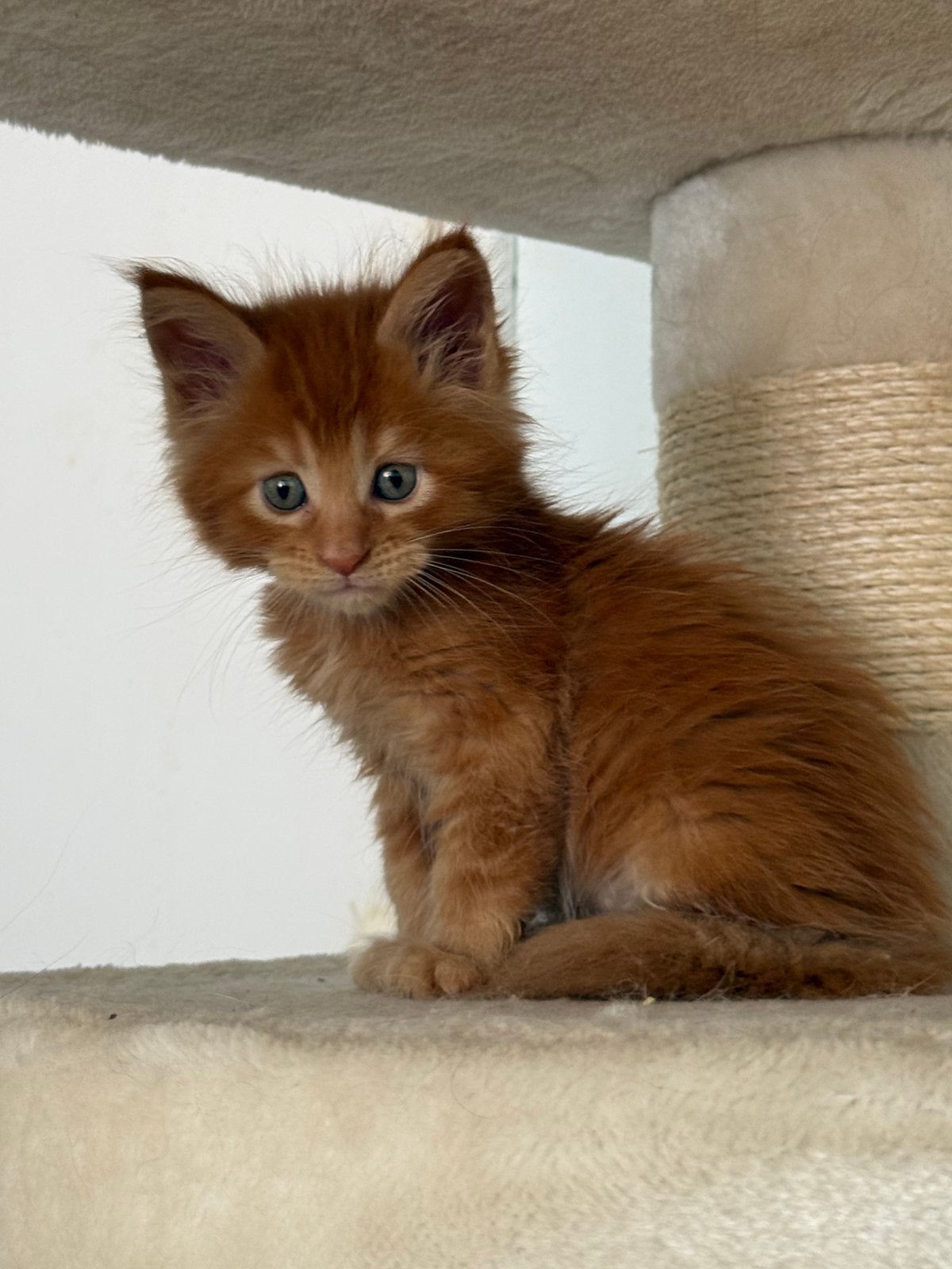 Maine Coon kittens met stamboom, Meerdere dieren, Met stamboom, 0 tot 2 jaar