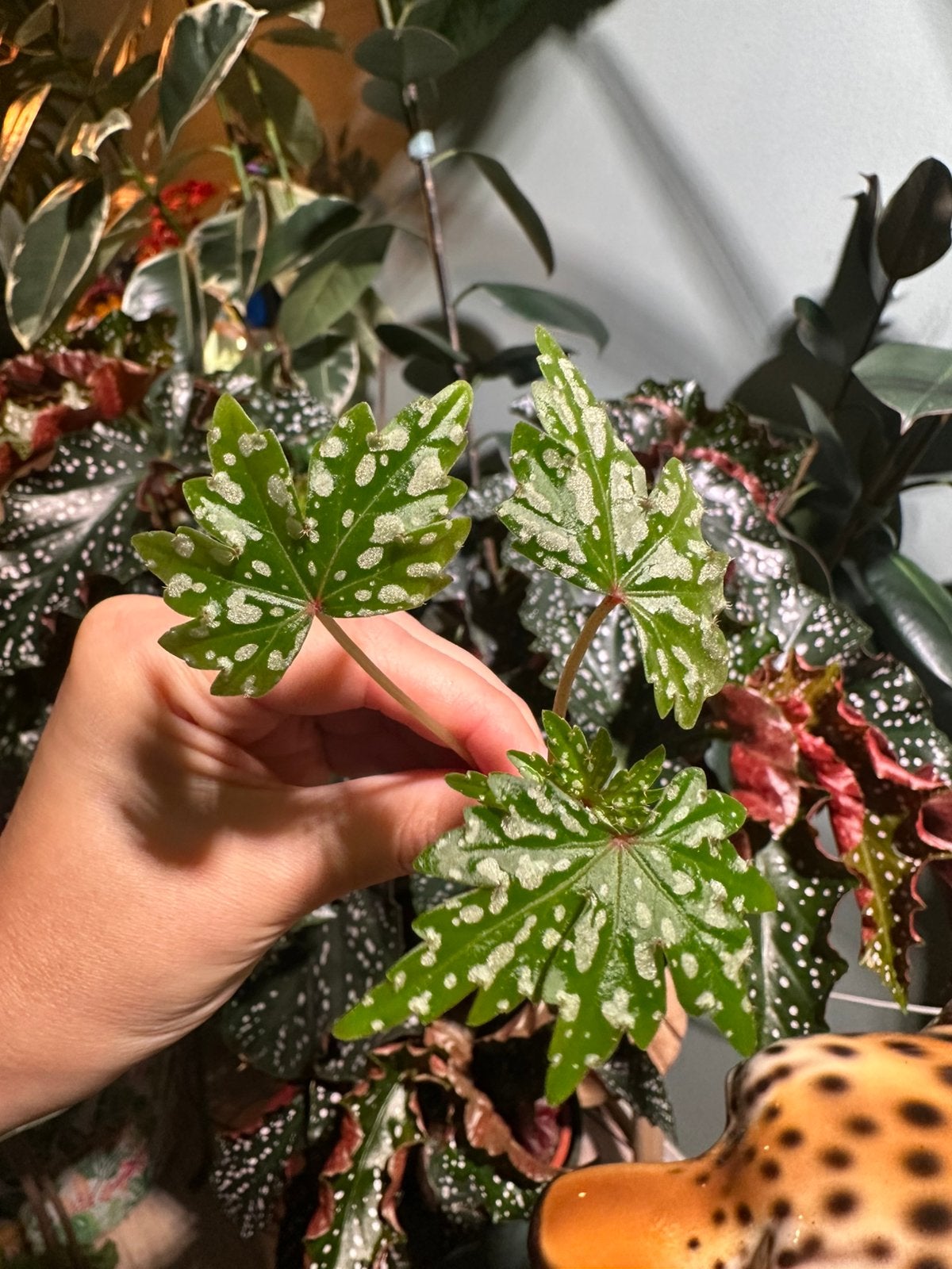 Begonia dregei, Ophalen of Verzenden, Halfschaduw, Minder dan 100 cm