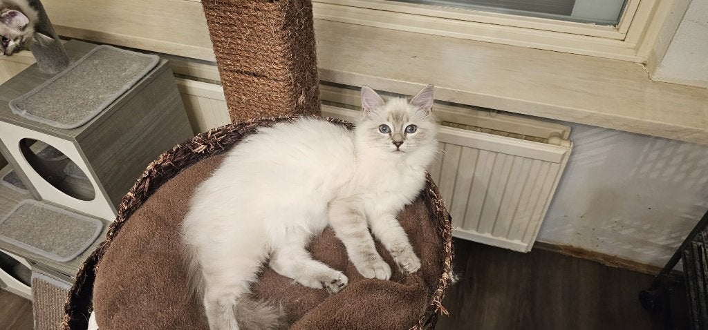 Ragdoll poes te koop, Dieren en Toebehoren, Katten en Kittens | Raskatten | Langhaar, Poes, Met stamboom, 0 tot 2 jaar