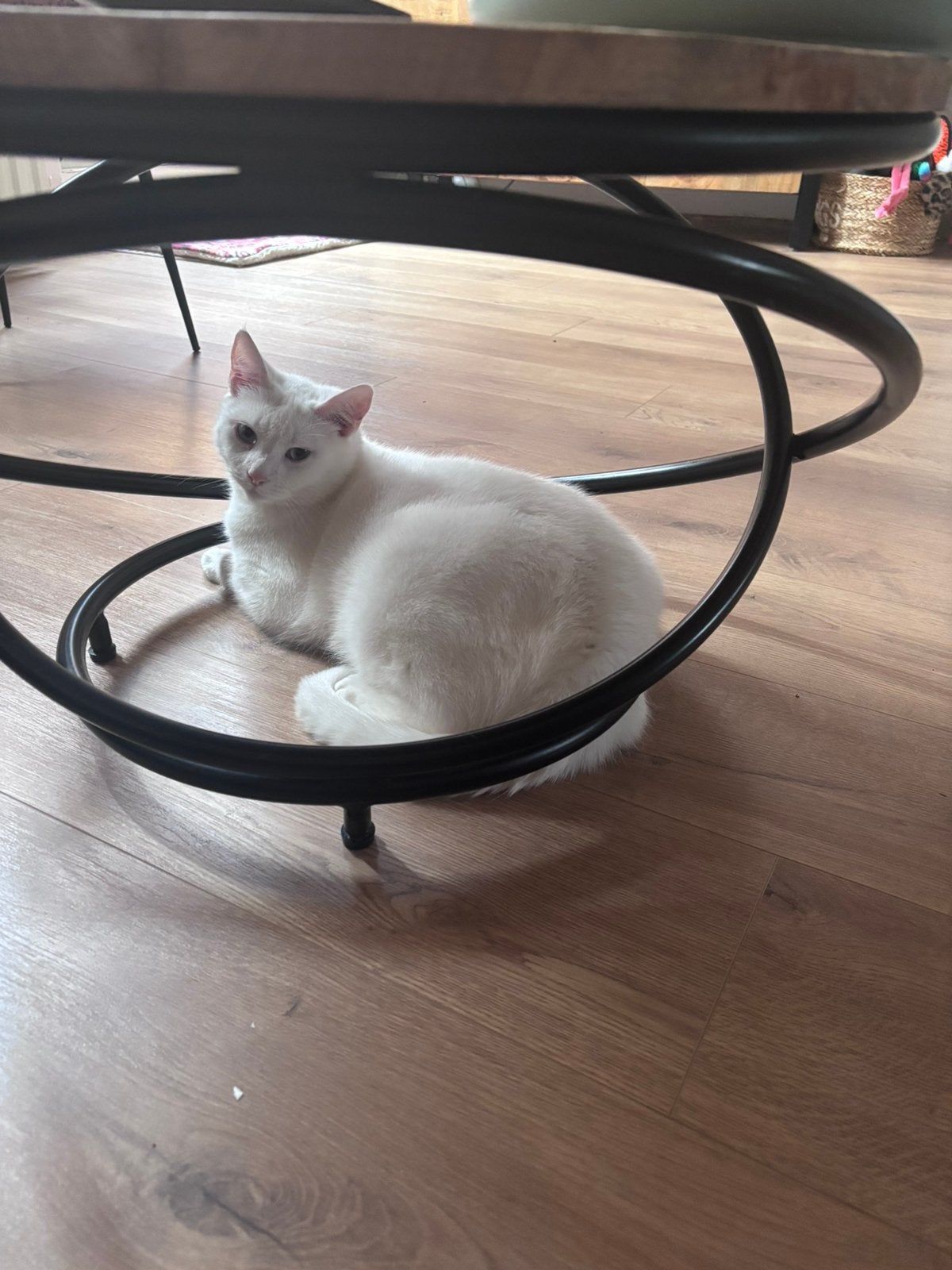 Parel, wit blauwe ogen is doof, Dieren en Toebehoren, Poes, Gechipt, 3 tot 5 jaar
