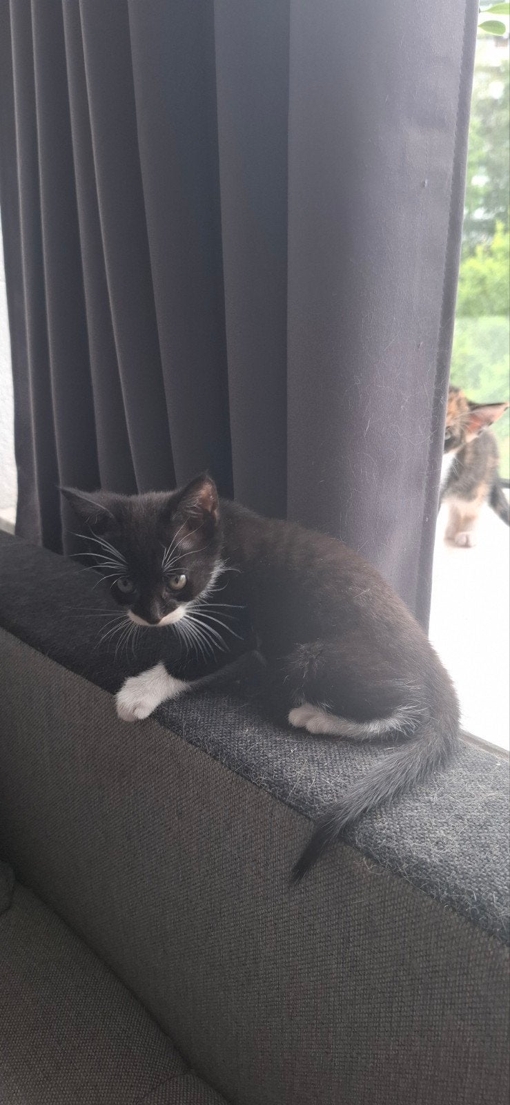 1 kitten, Dieren en Toebehoren, Meerdere dieren