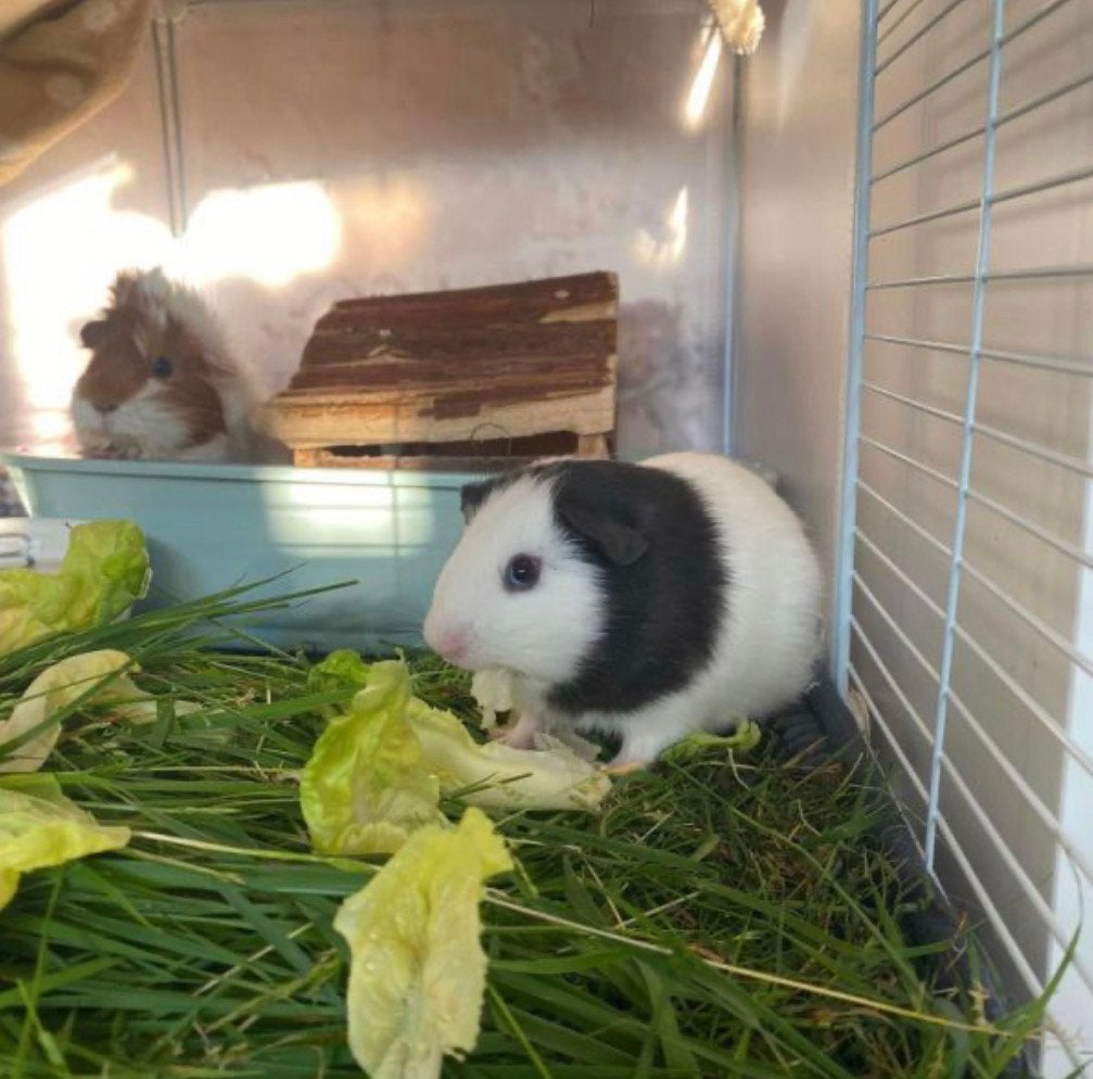 Betrouwbare (knaag) dierenoppas aangeboden!, Cavia, Juli, Meerdere dieren, Tam
