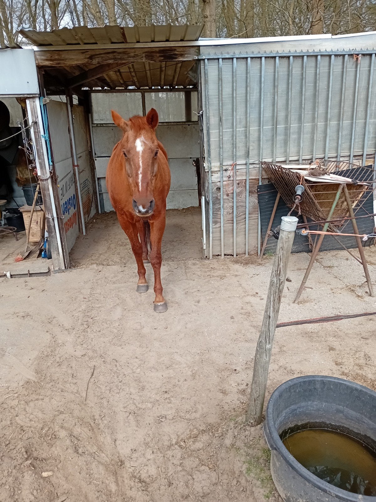 te koop, Weidegang