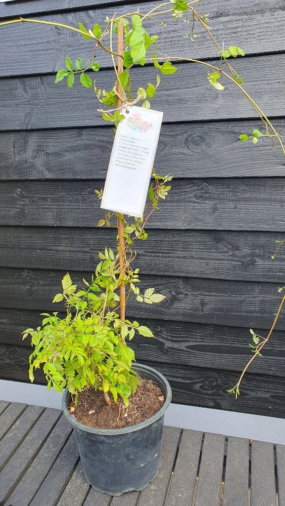 Stekken van de Campsis radicans = trompetbloem, Tuin en Terras, Planten | Tuinplanten, Ophalen, Overige soorten, Volle zon