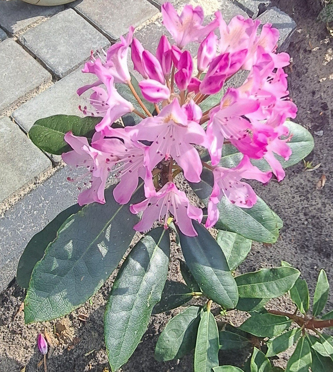 Prachtige Rhododendron ponticum 'Roseum nog 4 stekken, Ophalen of Verzenden, Overige soorten, Halfschaduw