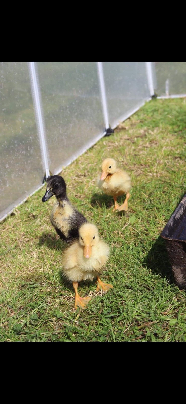 Jong pluimvee, Dieren en Toebehoren, Meerdere dieren, Kip