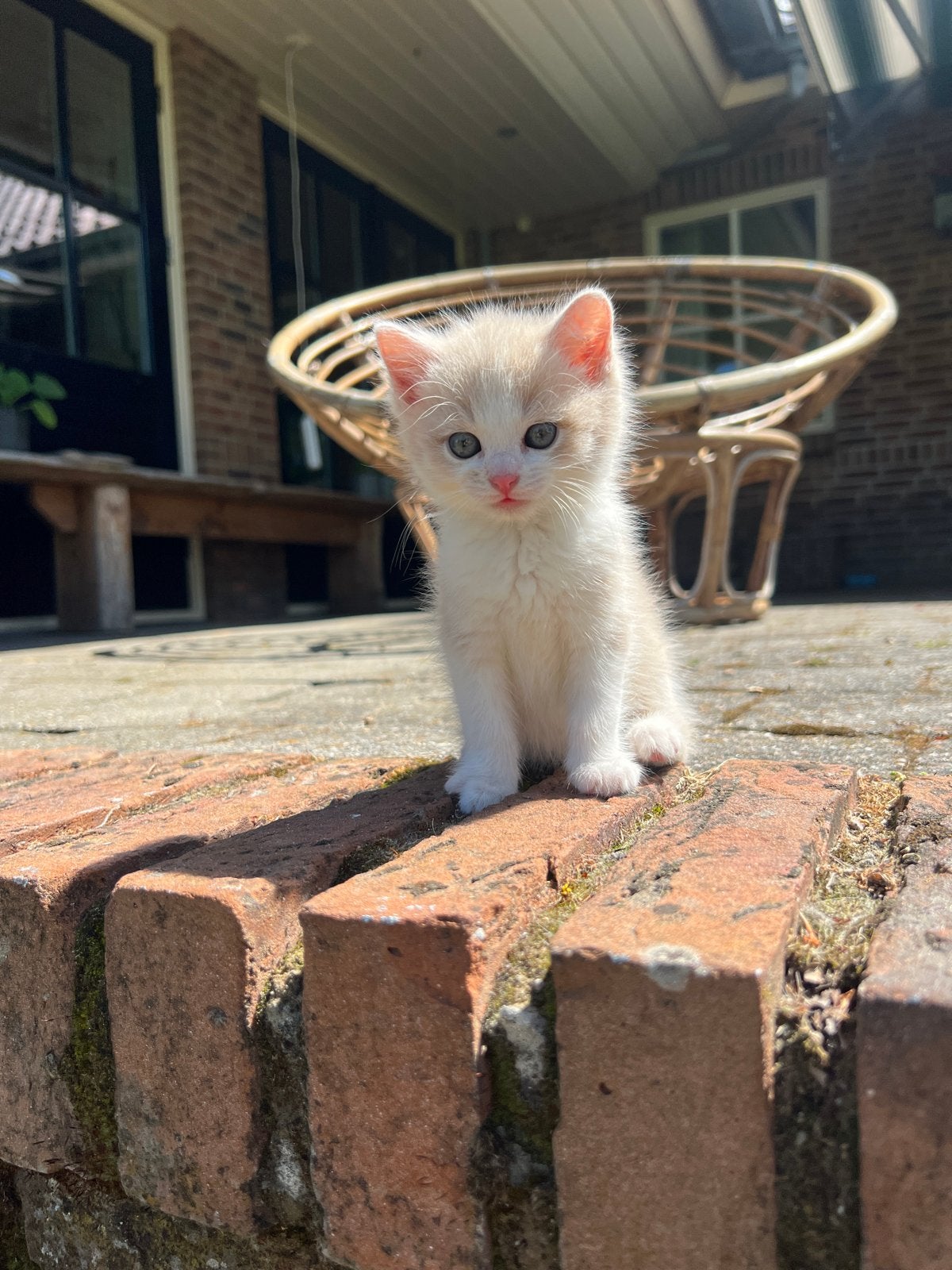 Noorse boskat kruising kittens, Dieren en Toebehoren, Katten en Kittens | Raskatten | Korthaar, Meerdere dieren, Ontwormd, 0 tot 2 jaar