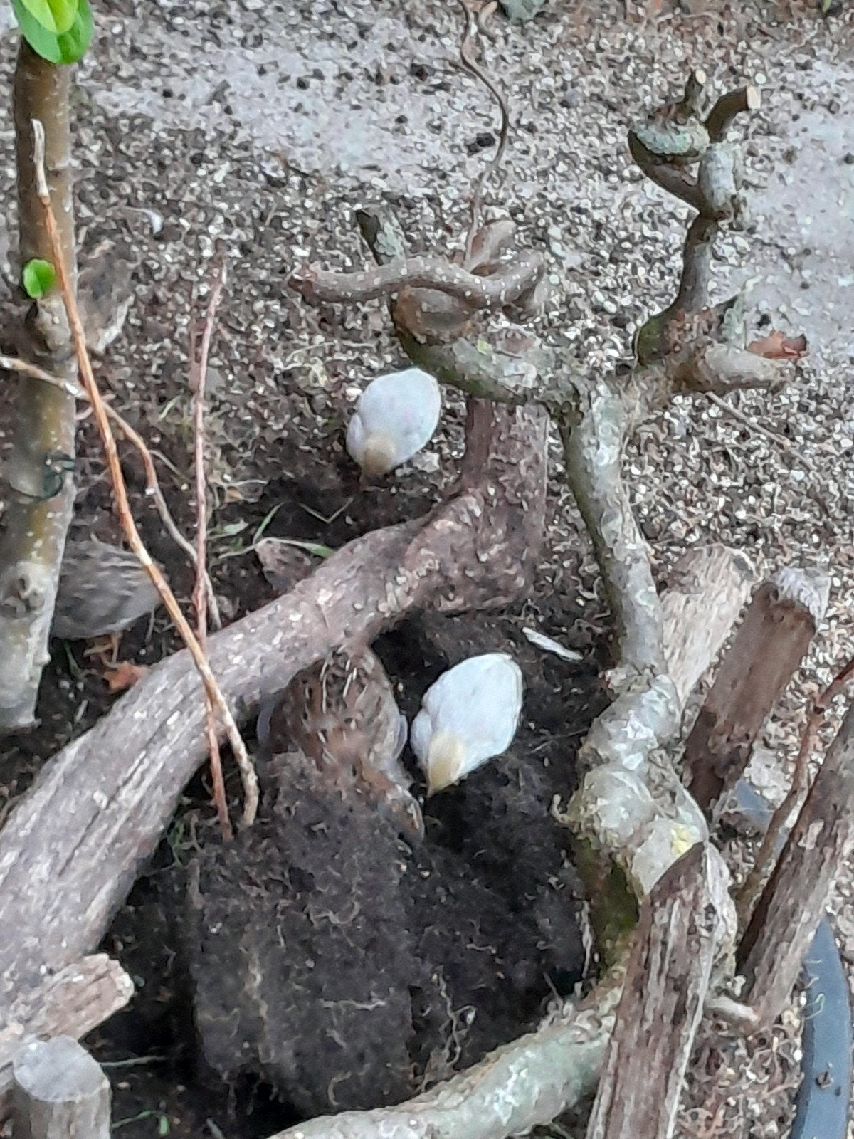 chinese dwergkwartel natuurbroed, Dieren en Toebehoren