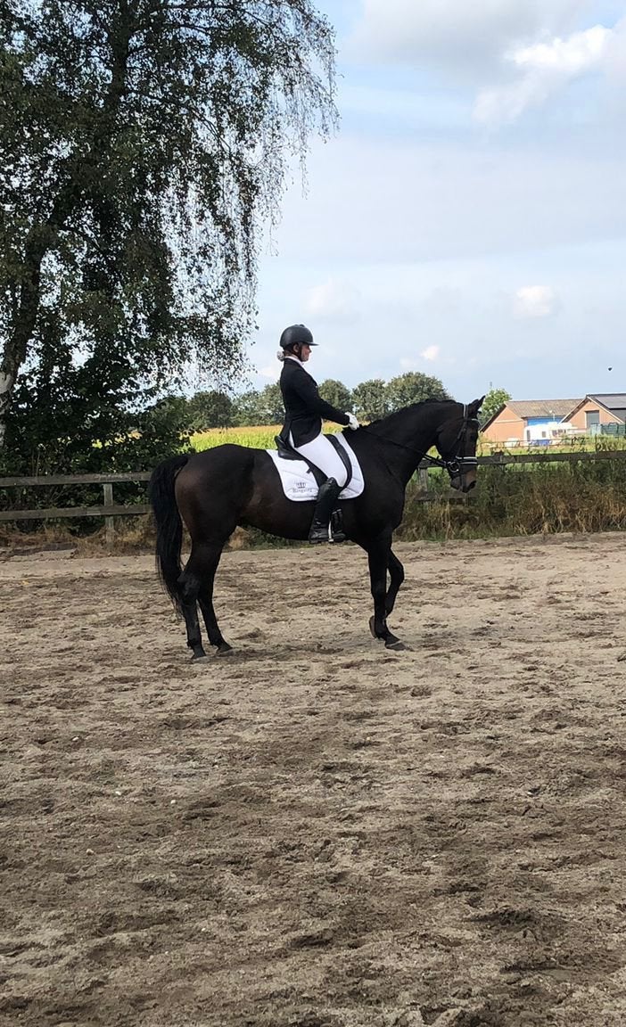 Recreatie/dresuuur paard te koop, Dieren en Toebehoren, Ruin, Dressuurpaard, 170 tot 175 cm, 11 jaar of ouder