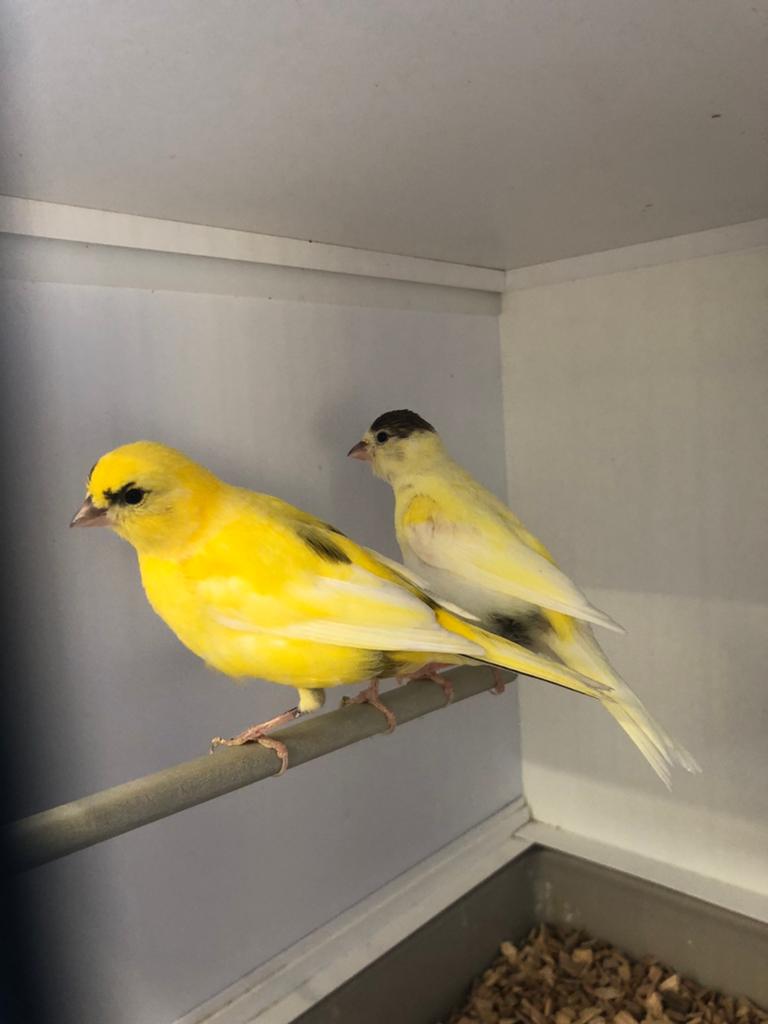 Gevraagd div kooi en volière vogels, Dieren en Toebehoren, Vogels | Kanaries, Meerdere dieren, Kleurkanarie