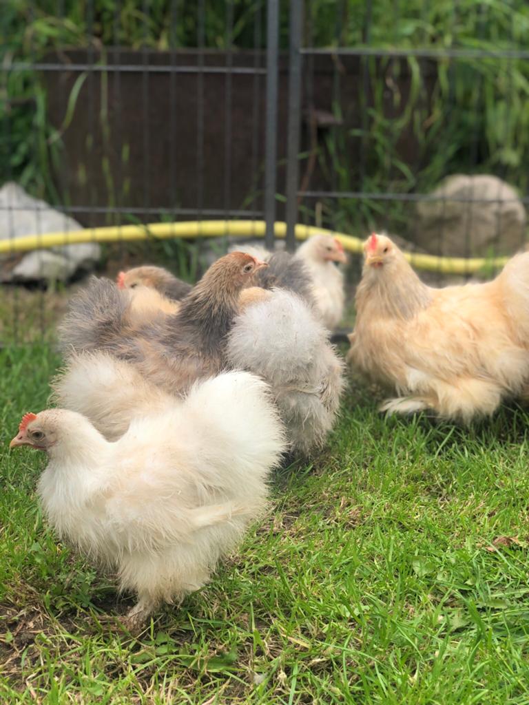 Zijdevederige Cochin kriel, Dieren en Toebehoren, Pluimvee, Mannelijk, Kip