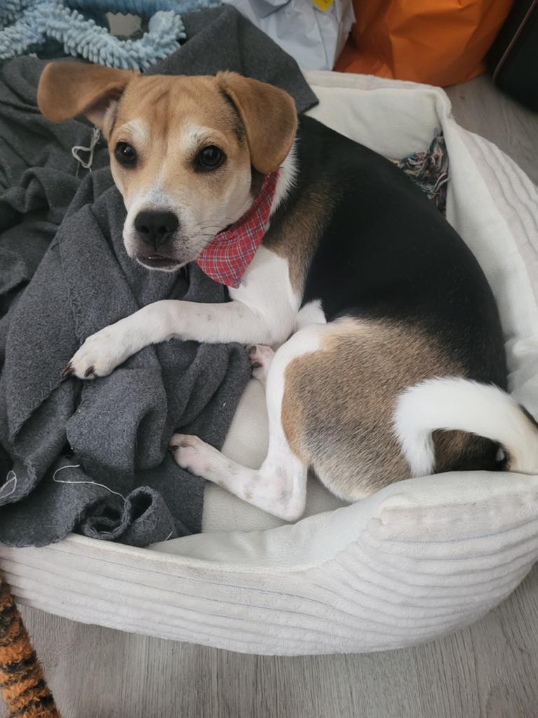 DRINGEND! Pup herplaatsing, Dieren en Toebehoren, 15 weken tot 1 jaar, Eén hond, Nederland, Particulier