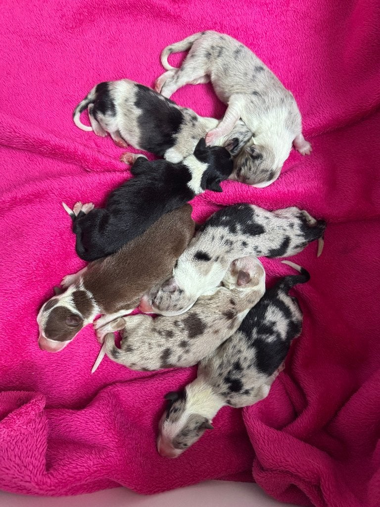 Border Collie/Australian Shepherd, Dieren en Toebehoren, CDV (hondenziekte), 8 tot 15 weken, Collie, Meerdere