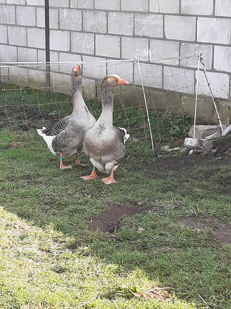 Toulouse ganzen Dewlap, Mannelijk, Gans of Zwaan