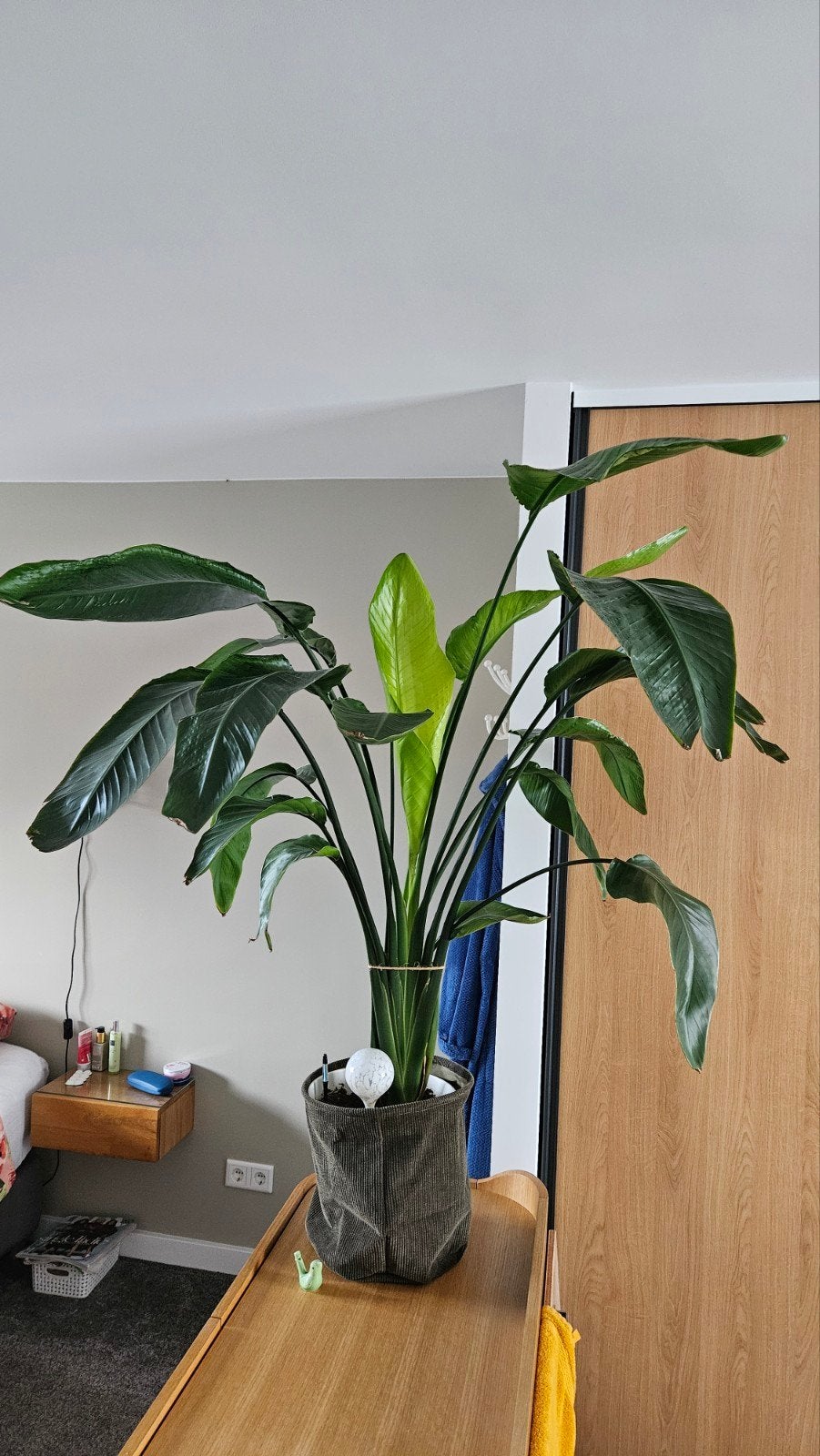 Grote Strelitzia Nicolai - Paradijsvogelplant, Ophalen, Overige soorten, Halfschaduw, In pot