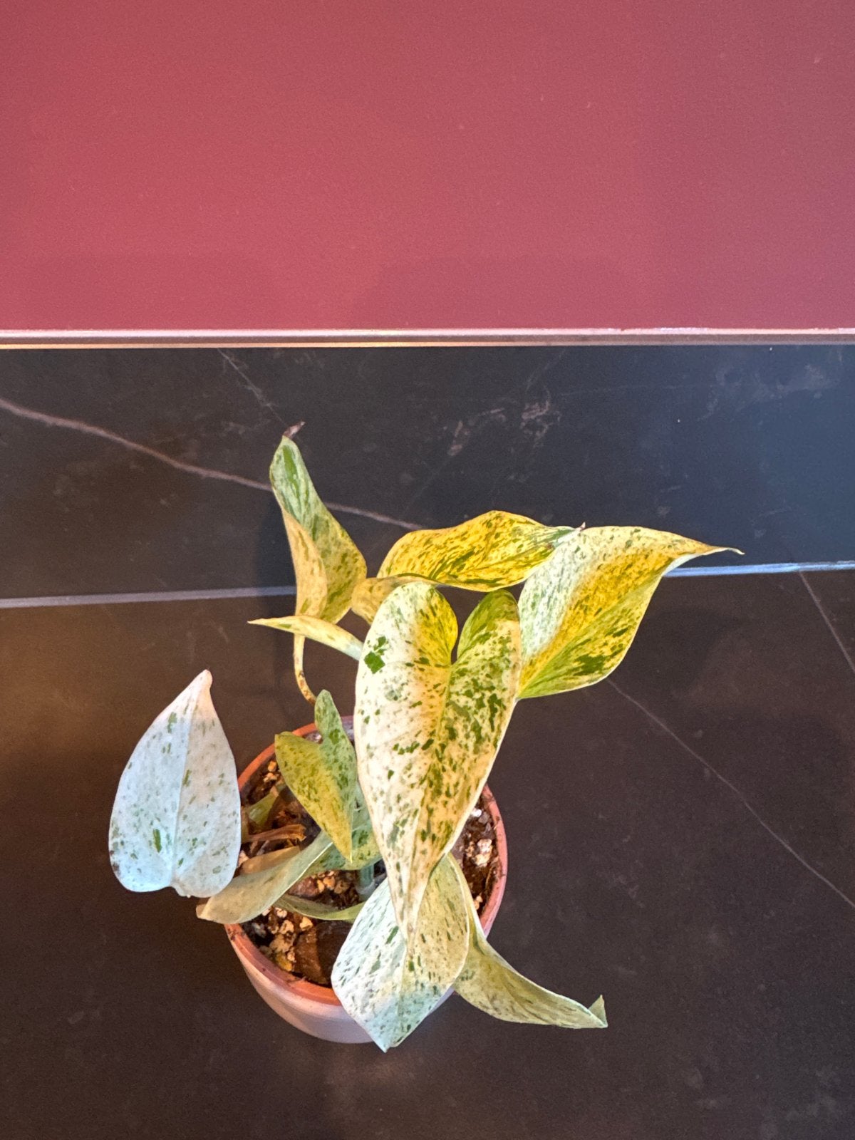 Epipremnum Aureum 'Marble Queen' - Prachtige Bonte Klimplant, Vaste plant, Ophalen of Verzenden, Bloeit niet, Halfschaduw