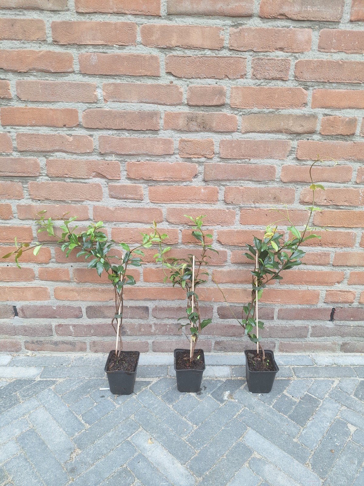 Roze Toscaanse Jasmijn - Geurende Klimplant, Volle zon, Vaste plant, Ophalen of Verzenden, Klimplanten