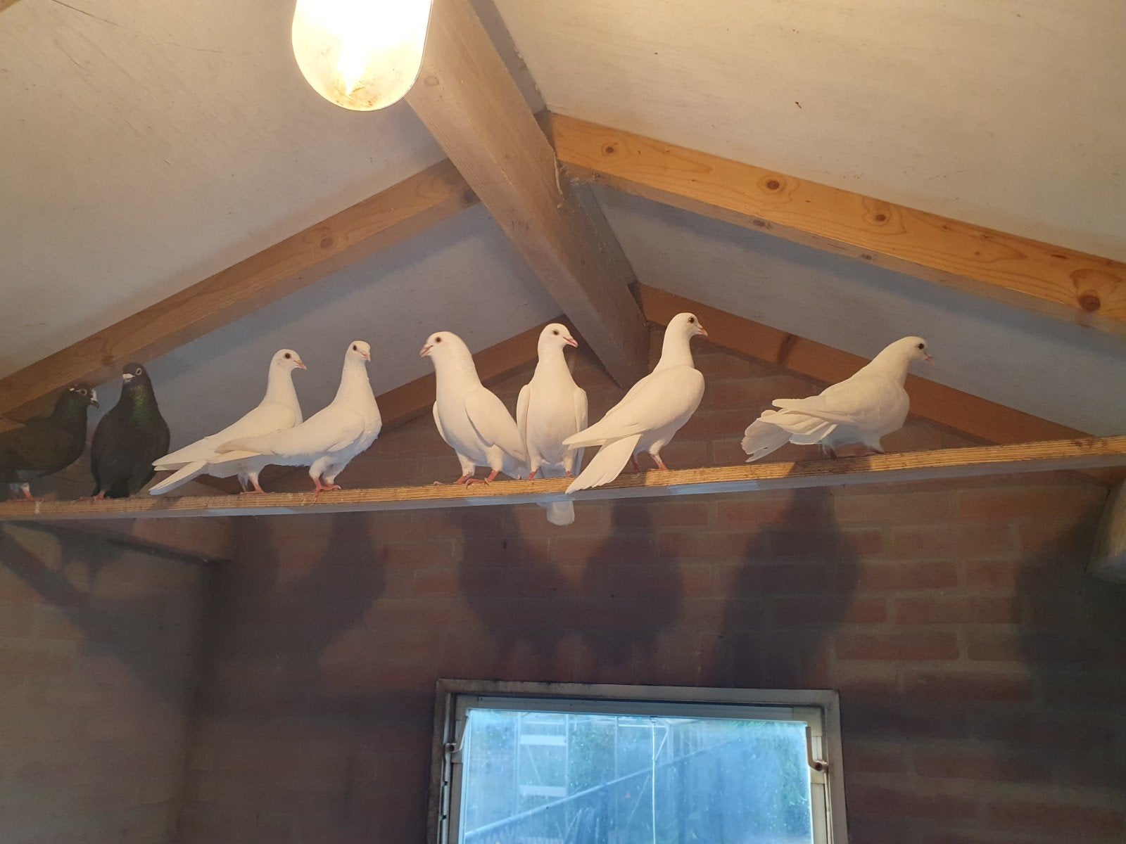 Duiven, Meerdere dieren, Overige soorten