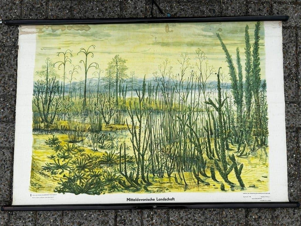Landschap in de oertijd, Ophalen of Verzenden, Natuur en Biologie