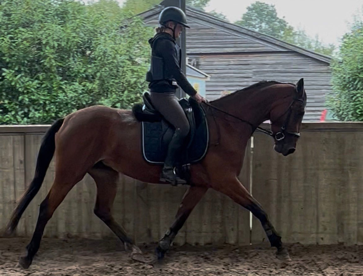 Talentvolle 3,5 jarige merrie, Dieren en Toebehoren, Merrie, Met stamboom, Dressuurpaard, Zadelmak