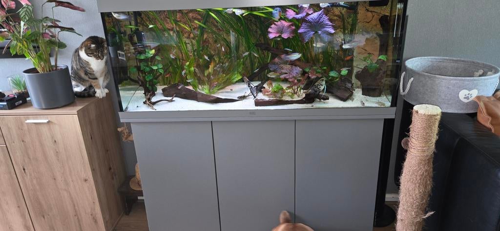 Juwel rio 250 nieuw staat, Dieren en Toebehoren, Ophalen of Verzenden, Zo goed als nieuw, Leeg aquarium