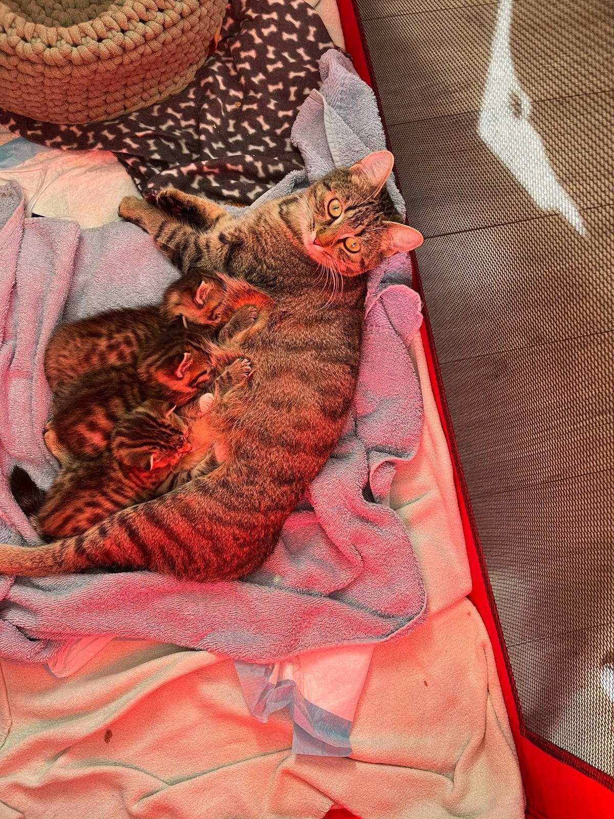 Kittens vrouwtjes