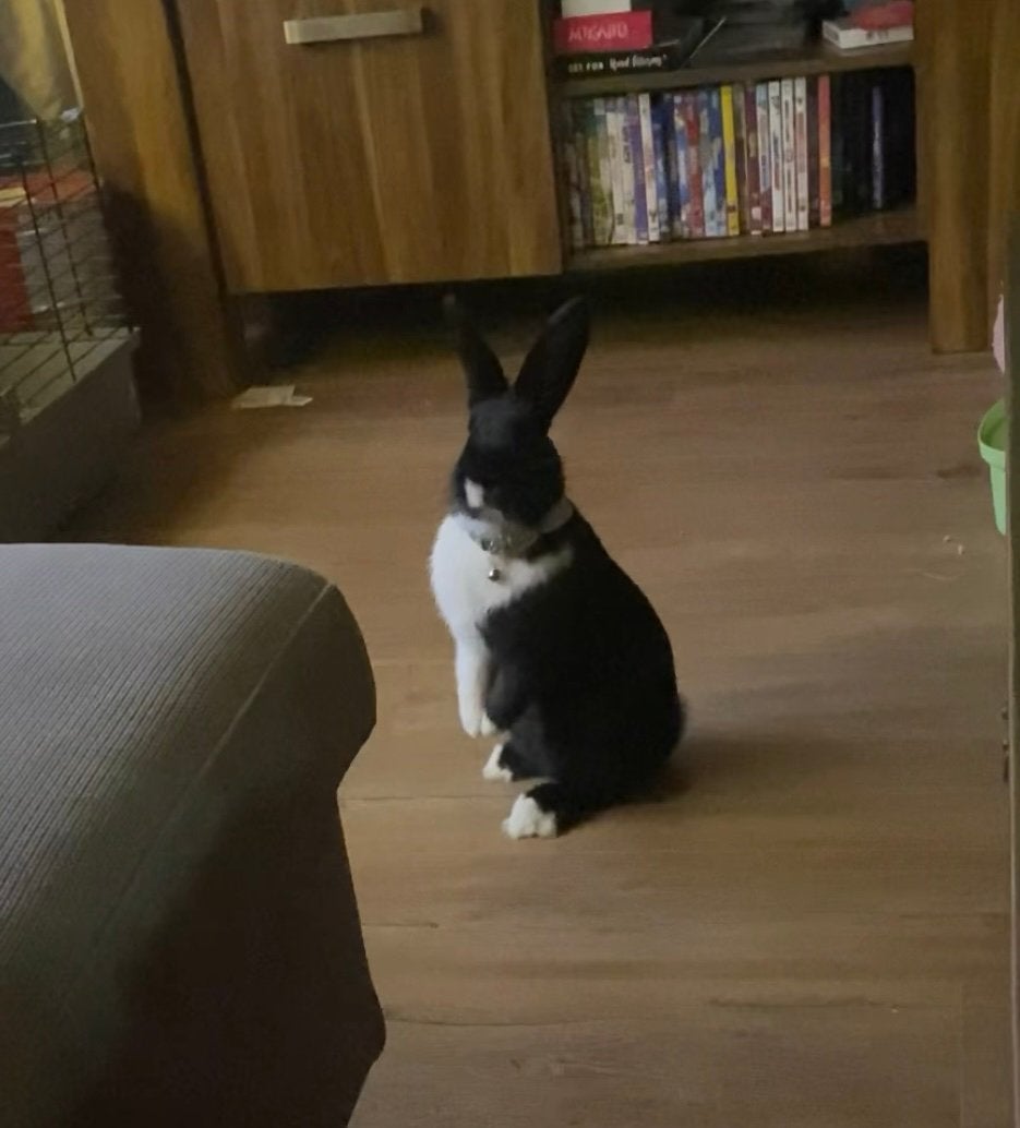 Forever home gezocht voor mijn voedster Julia, Vrouwelijk, Dwerg