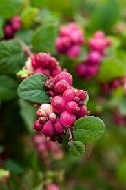 Symphoricarpos magic berry. Bodembedekker P9 planten, Bodembedekkers, Vaste plant, Ophalen of Verzenden, Halfschaduw