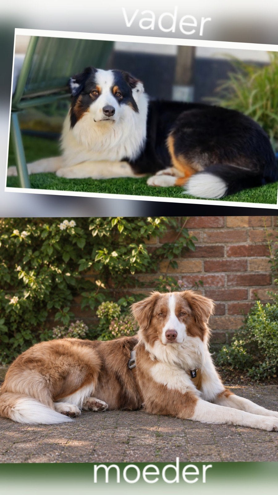 nestaankondiging australian shepherd pups, Dieren en Toebehoren, Overige rassen, 8 tot 15 weken, Meerdere, Meerdere dieren